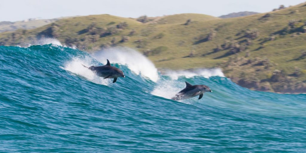 Disney+'s Dolphin Reef Review: The Prettiest Thing On The Disney Streaming Service